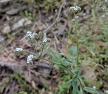Cryptantha muricata