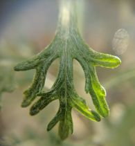 Eriophyllum confertiflorum
