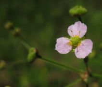 Alisma lanceolatum