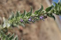 Trichostema lanceolatum