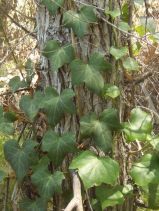 Hedera canariensis