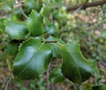 Prunus ilicifolia