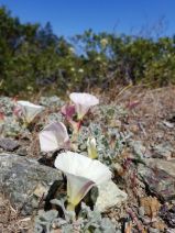 Calystegia collina ssp. collina