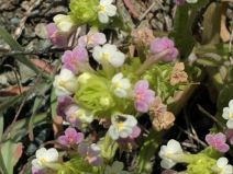 Castilleja rubicundula ssp. rubicundula