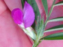 Vicia sativa