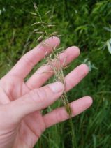 Arrhenatherum elatius