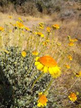 Encelia actoni