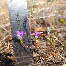 Githopsis pulchella ssp. serpentinicola