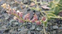 Streptanthus brachiatus ssp. hoffmanii