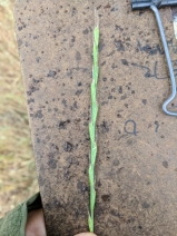 Festuca temulenta