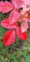 Toxicodendron diversilobum