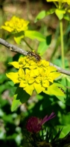 Euphorbia oblongata