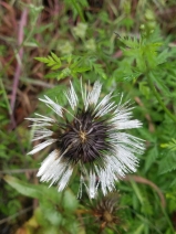 Urospermum picroides