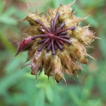 Trifolium ciliolatum