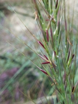 Stipa coronata