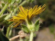 Helminthotheca echioides