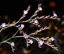 Limonium duriusculum