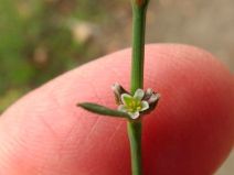 Polygonum aviculare ssp. depressum