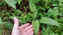 Salvia spathacea
