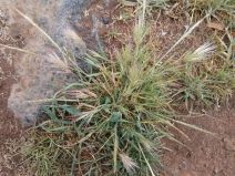 Bromus madritensis ssp. rubens