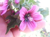 Malva arborea