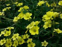 Oxalis pes-caprae