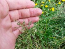 Poa annua