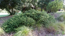 Ceanothus foliosus var. medius