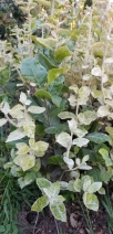 Teucrium fruticans