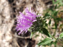 Monardella villosa