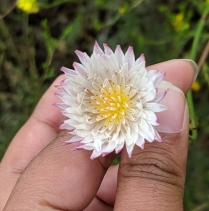 Malacothrix saxatilis