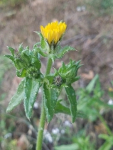 Helminthotheca echioides