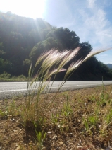 Hordeum jubatum
