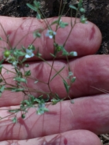 Minuartia cismontana