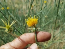 Centaurea solstitialis