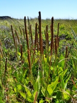 Plantago subnuda