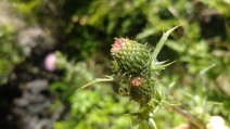Cirsium hydrophilum var. vaseyi