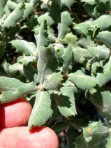 Quercus durata