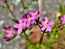Centaurium floribundum