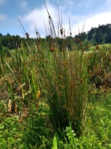 Juncus effusus