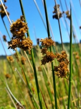 Juncus effusus