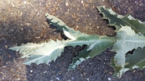 Onopordum acanthium