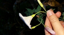 Calystegia purpurata