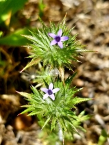 Navarretia squarrosa