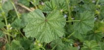 Malva neglecta