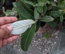 Salix sitchensis