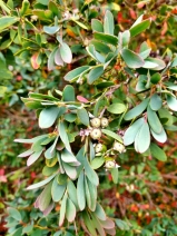 Leptospermum laevigatum