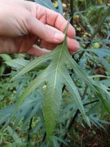 Solanum aviculare