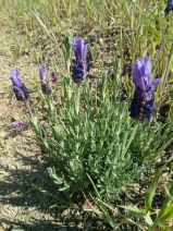 Lavandula stoechas