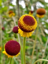 Helenium puberulum